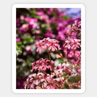 Pink Flowers Sticker